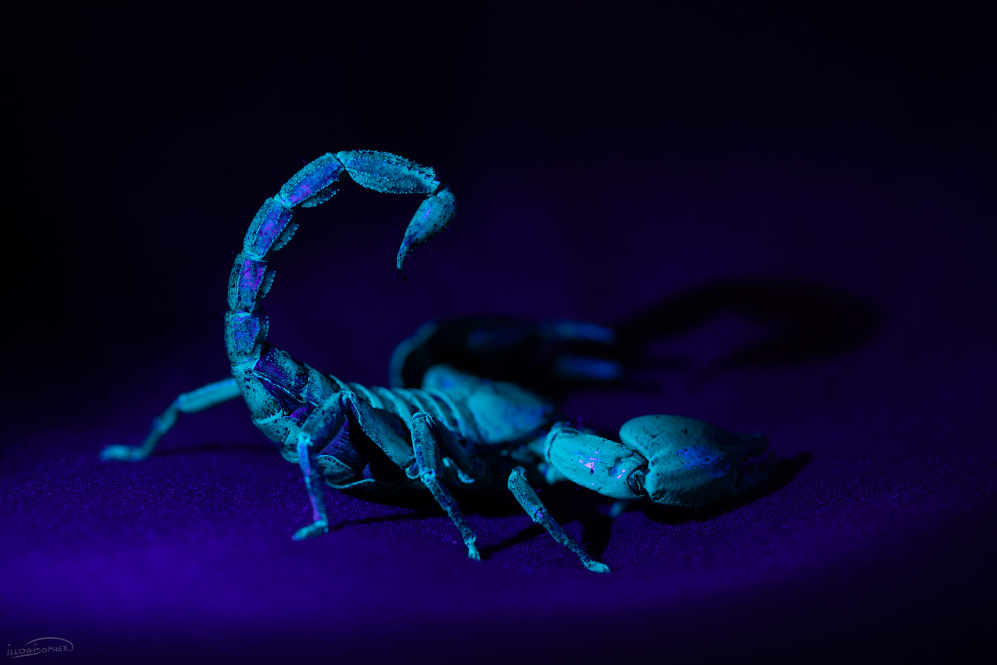 skorp2
